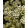 PHILADELPHUS coronarius VARIEGATUS (Seringat des jardins)