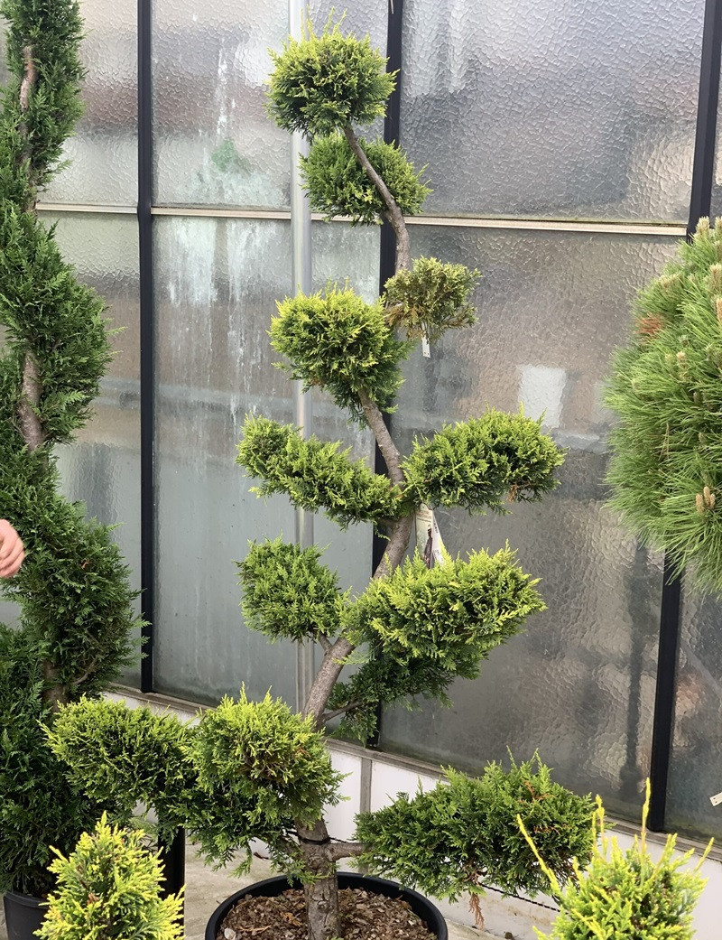 bonsa-de-jardin-cupressocyparis-leylandii-castlewellan-gold-cypr-s