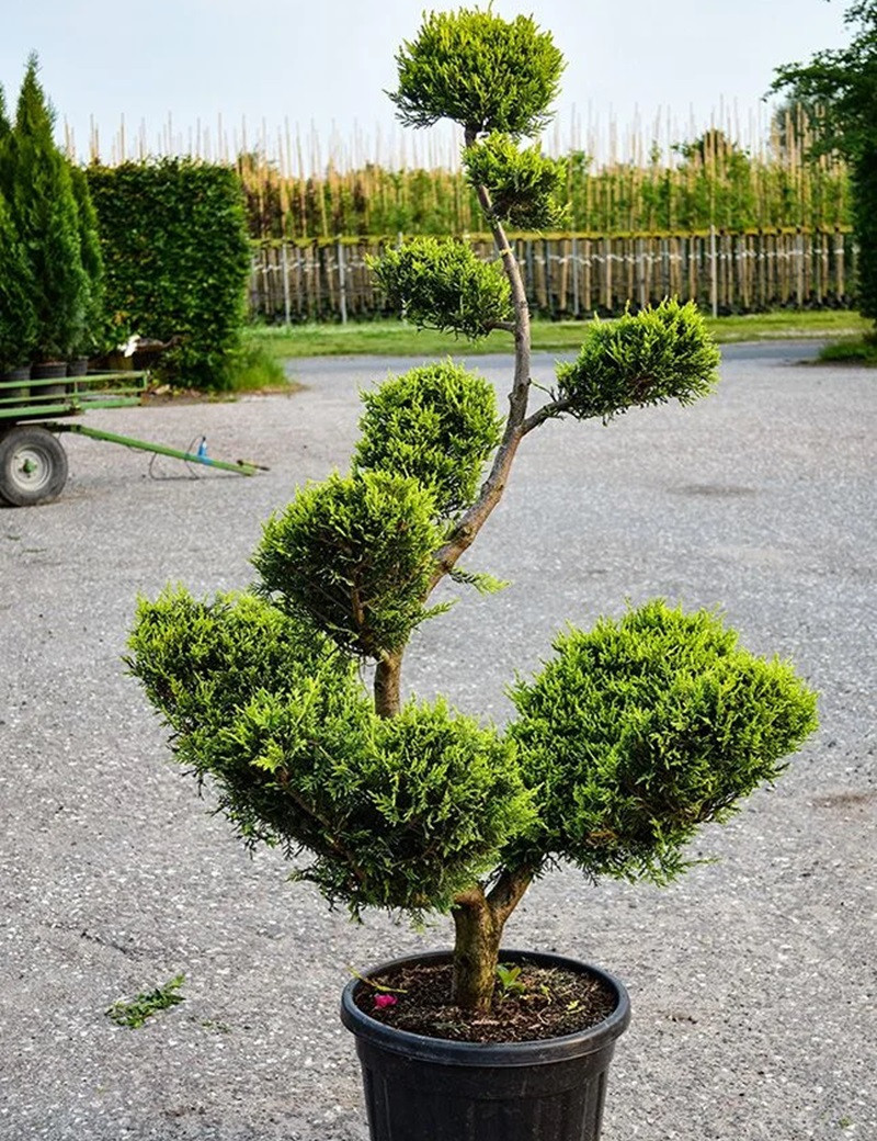 Bonsaï de jardin CUPRESSOCYPARIS leylandii CASTLEWELLAN GOLD (Cyprès