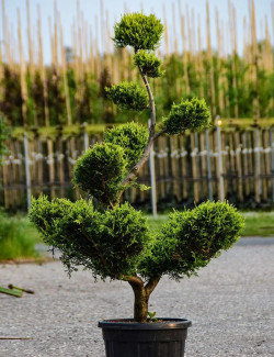 Bonsaï de jardin - CUPRESSOCYPARIS leylandii CASTLEWELLAN GOLD