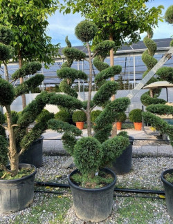 CUPRESSOCYPARIS leylandii En pot forme bonsaï