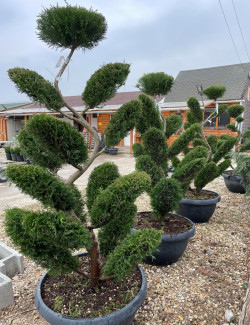 CUPRESSOCYPARIS leylandii En pot forme bonsaï
