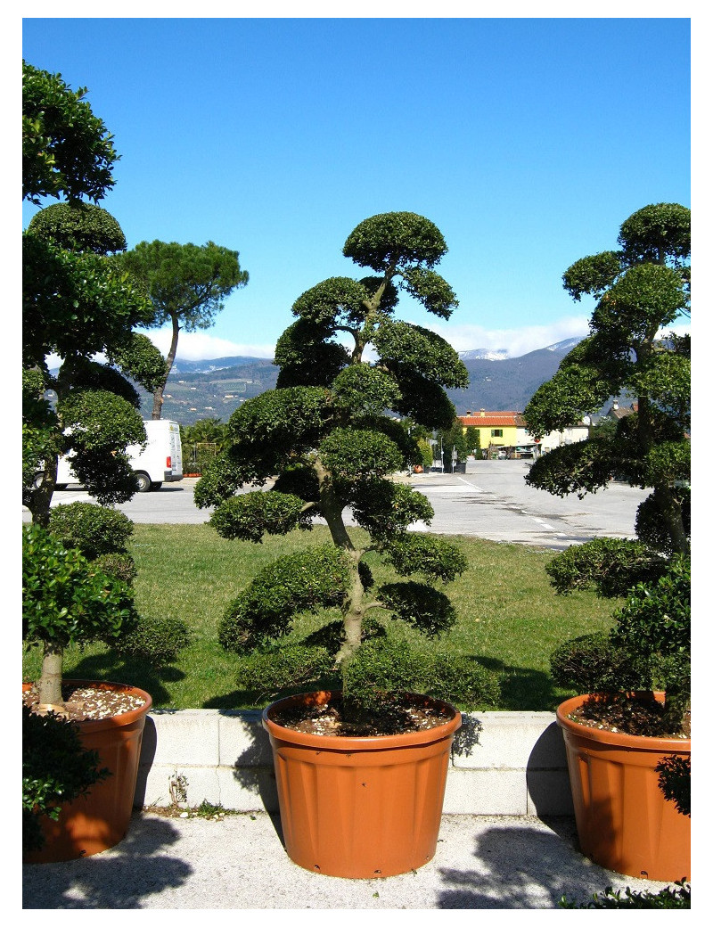 Bonsaï de jardin - ILEX crenata KINME (Houx crénelé ou houx japonais)