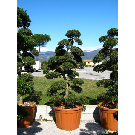 Bonsaï de jardin - ILEX crenata KINME (Houx crénelé ou houx japonais)