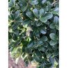 Bonsaï de jardin - ILEX crenata KINME (Houx crénelé ou houx japonais)