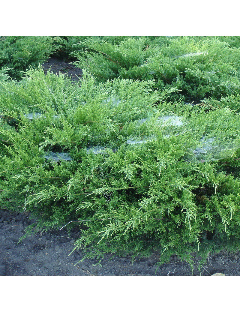 Bonsaï de jardin JUNIPERUS media MINT JULEP (Genévrier Mint Julep)