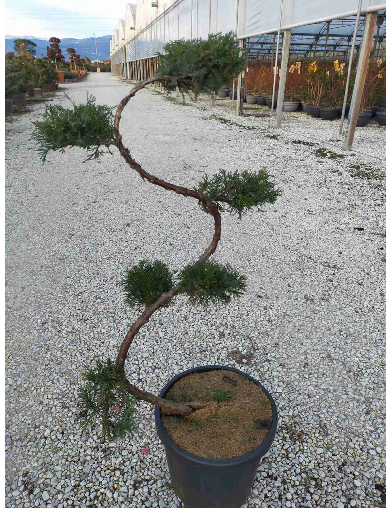 Bonsaï de jardin JUNIPERUS media MINT JULEP (Genévrier Mint Julep)
