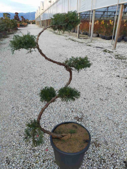 Bonsaï de jardin - JUNIPERUS media MINT JULEP