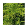 Bonsaï de jardin - JUNIPERUS media Pfitzeriana AUREA (Genévrier doré de Pfitzer)