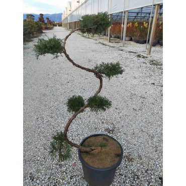 Bonsaï de jardin - JUNIPERUS media Pfitzeriana AUREA (Genévrier doré de Pfitzer)