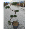 Bonsaï de jardin - JUNIPERUS media Pfitzeriana AUREA (Genévrier doré de Pfitzer)