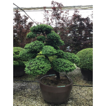 Bonsaï de jardin - TAXUS baccata (If commun)