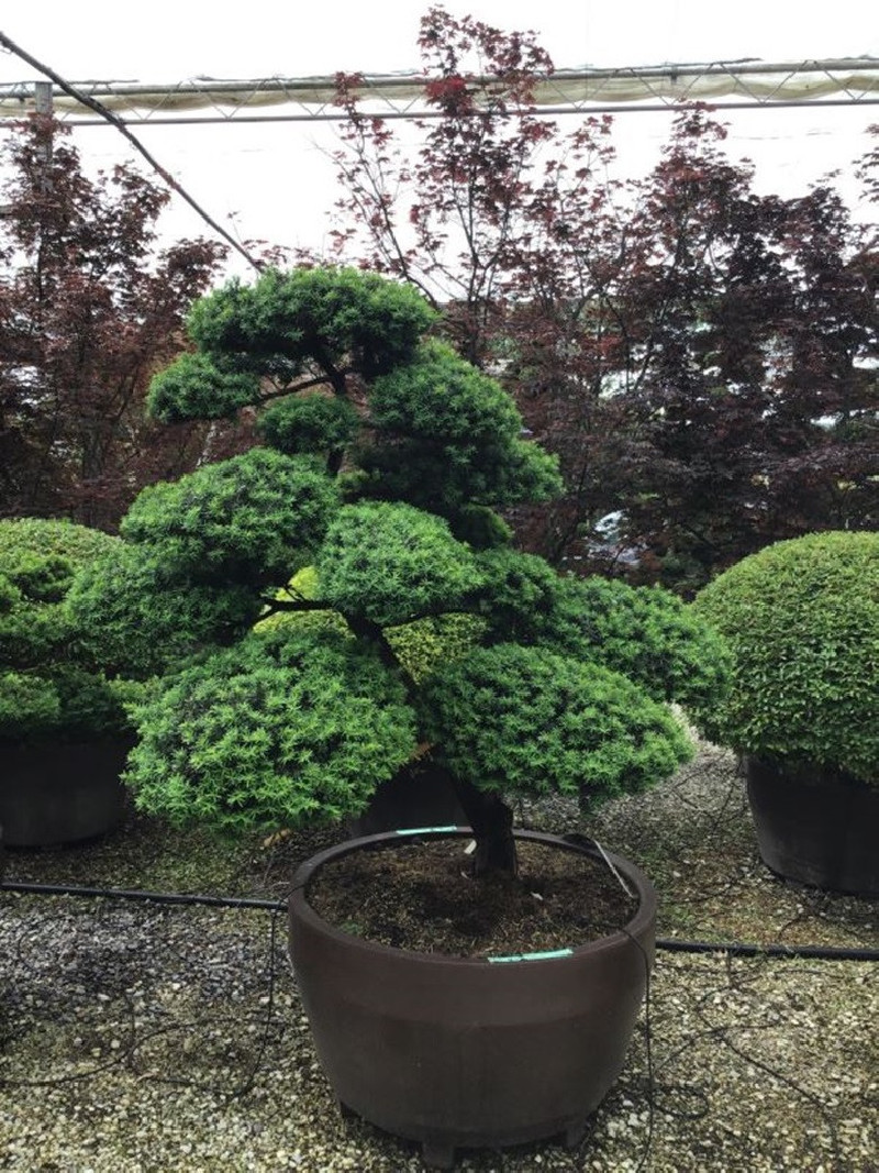 Bonsaï de jardin - TAXUS baccata