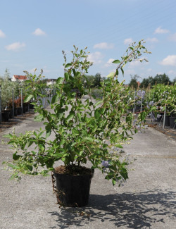 CEANOTHUS delilianus GLOIRE DE VERSAILLES En pot de 10-12 litres
