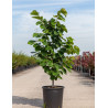 CERCIS chinensis AVONDALE (Gainier de Chine) En pot de 15-20 litres forme buisson hauteur 100-125 cm