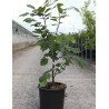 CLADRASTIS kentukea (Virgilier jaune) En pot de 15-20 litres forme buisson hauteur 100-125 cm