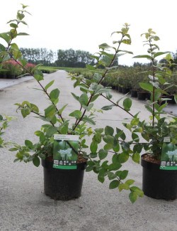 LONICERA fragrantissima En pot de 3-4 litres