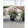 PHOTINIA fraseri LITTLE RED ROBIN (Photinia nain Little Red Robin) En pot de 4-5 litres forme buisson