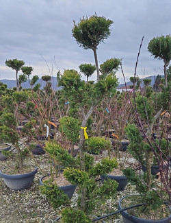 Bonsaï de jardin - CUPRESSOCYPARIS leylandii CASTLEWELLAN GOLD