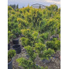 Bonsaï de jardin - CUPRESSOCYPARIS leylandii Gold Rider (Cyprès de Leyland doré)