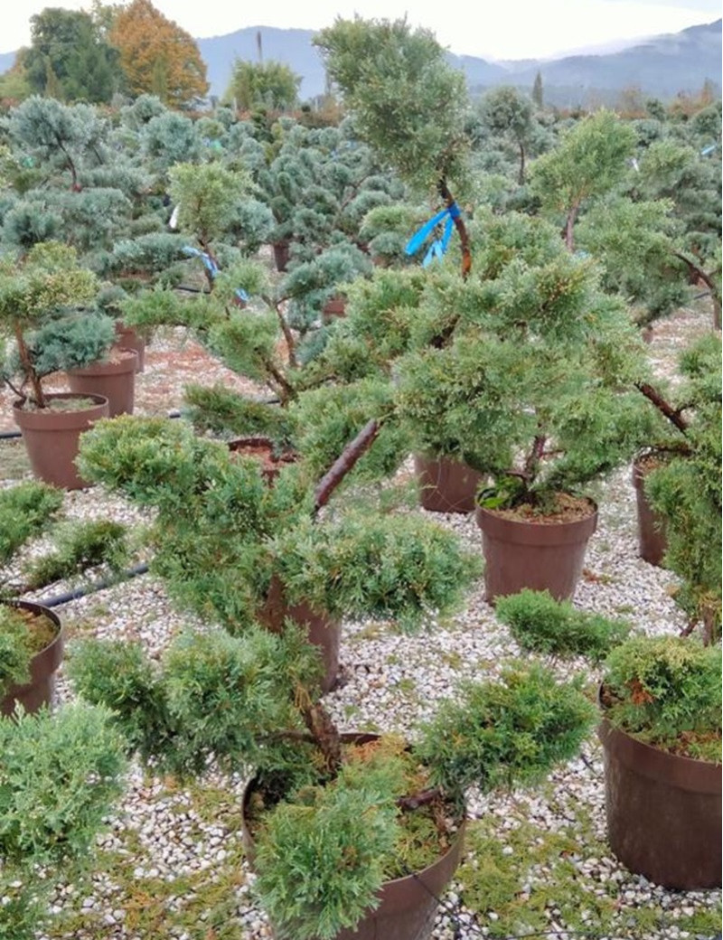 Bonsaï de jardin - JUNIPERUS media Pfitzeriana AUREA (Genévrier doré de Pfitzer)