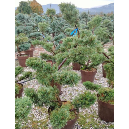 Bonsaï de jardin - JUNIPERUS media Pfitzeriana AUREA (Genévrier doré de Pfitzer)