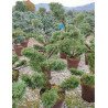 Bonsaï de jardin - JUNIPERUS media Pfitzeriana AUREA (Genévrier doré de Pfitzer)