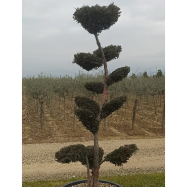 Bonsaï de jardin - TAXUS baccata (If commun)