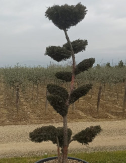Bonsaï de jardin - TAXUS baccata