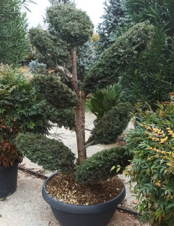 Bonsaï de jardin - TAXUS baccata