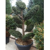 Bonsaï de jardin - TAXUS baccata (If commun)