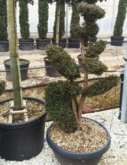 Bonsaï de jardin - TAXUS baccata