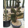 Bonsaï de jardin - TAXUS baccata (If commun)