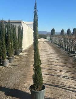 CUPRESSUS sempervirens STRICTA En pot de 15-20 litres hauteur 175-200 cm