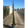 CUPRESSUS sempervirens STRICTA (Cyprès d'Italie) En pot de 25-30 litres hauteur 175-200 cm