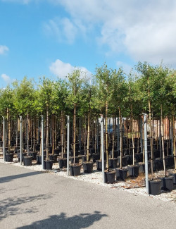 QUERCUS ilex En pot de 30-35 litres tige hauteur du tronc 190-210 cm