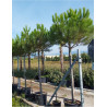 PINUS PINEA (Pin parasol)