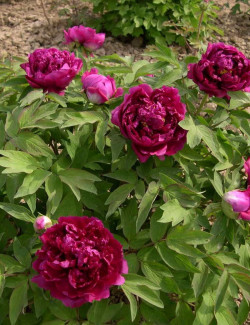 PAEONIA suffruticosa BAI YUAN HONG XIA