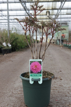 PAEONIA suffruticosa En pot de 5-7 litres