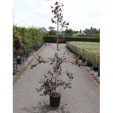 BETULA CRIMSON FROST En pot de 15-20 litres baliveau hauteur 150-200 cm