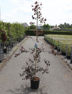 BETULA CRIMSON FROST En pot de 15-20 litres baliveau hauteur 150-200 cm