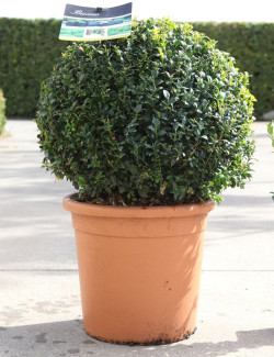 BUXUS sempervirens