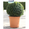 BUXUS sempervirens (Buis commun) En pot forme boule