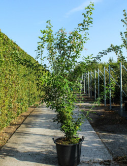 LABURNUM anagyroides En pot de 70-90 litres