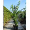 LABURNUM anagyroides (Cytise) En pot de 70-90 litres forme buisson hauteur 200-250 cm