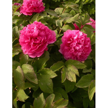 PAEONIA suffruticosa JUAN YE HONG (Pivoine arbustive)