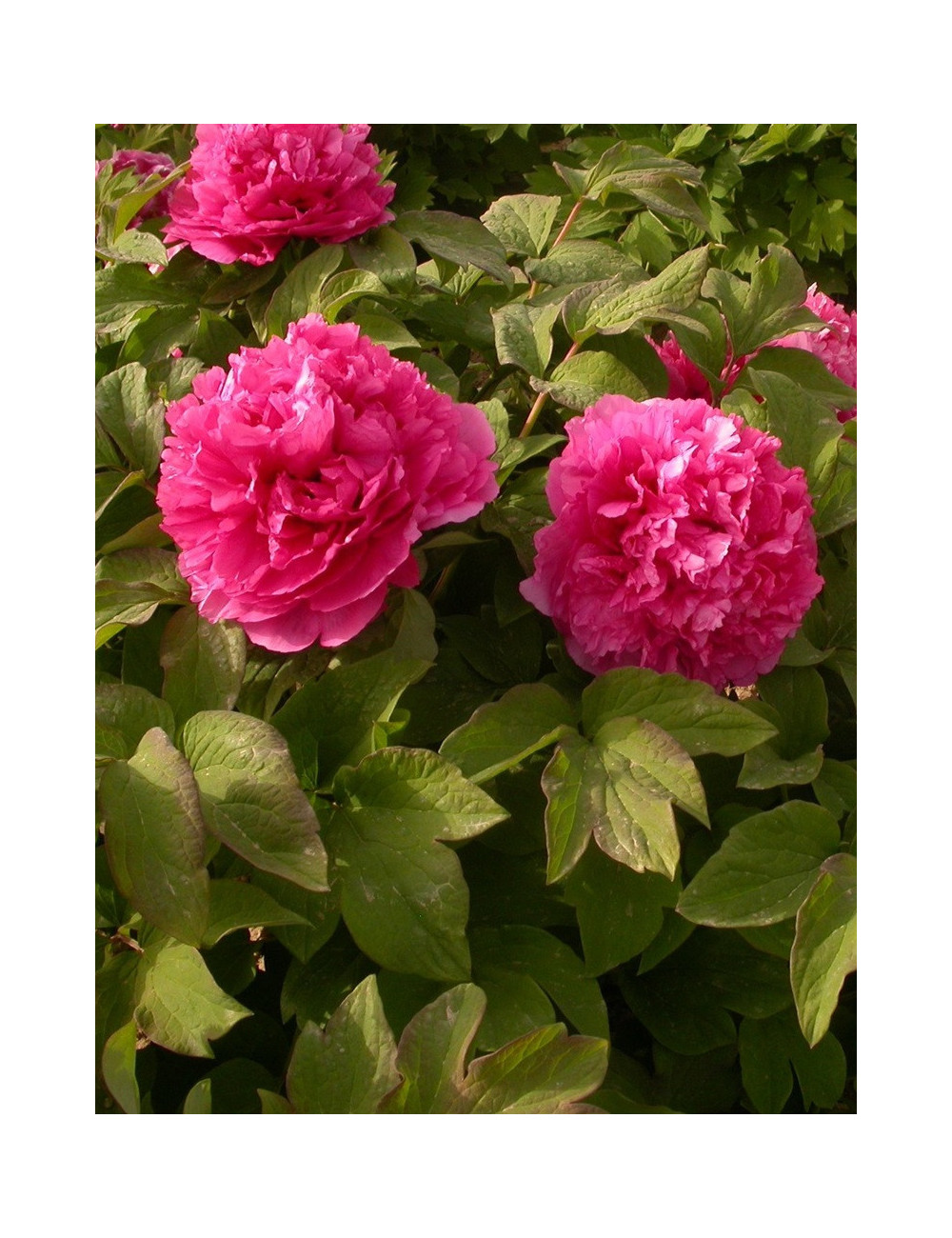 PAEONIA suffruticosa JUAN YE HONG