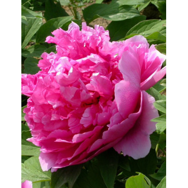 PAEONIA suffruticosa LU HE HONG (Pivoine arbustive)