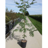 GLEDITSIA triacanthos SUNBURST (Févier d'Amérique Sunburst) En pot de 15-20 litres forme baliveau hauteur 150-200 cm