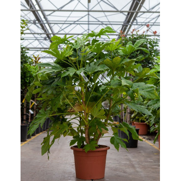 FATSIA japonica ou sieboldii (Fatsie, Aralie du Japon) En pot de 15-20 litres forme buisson extra fort